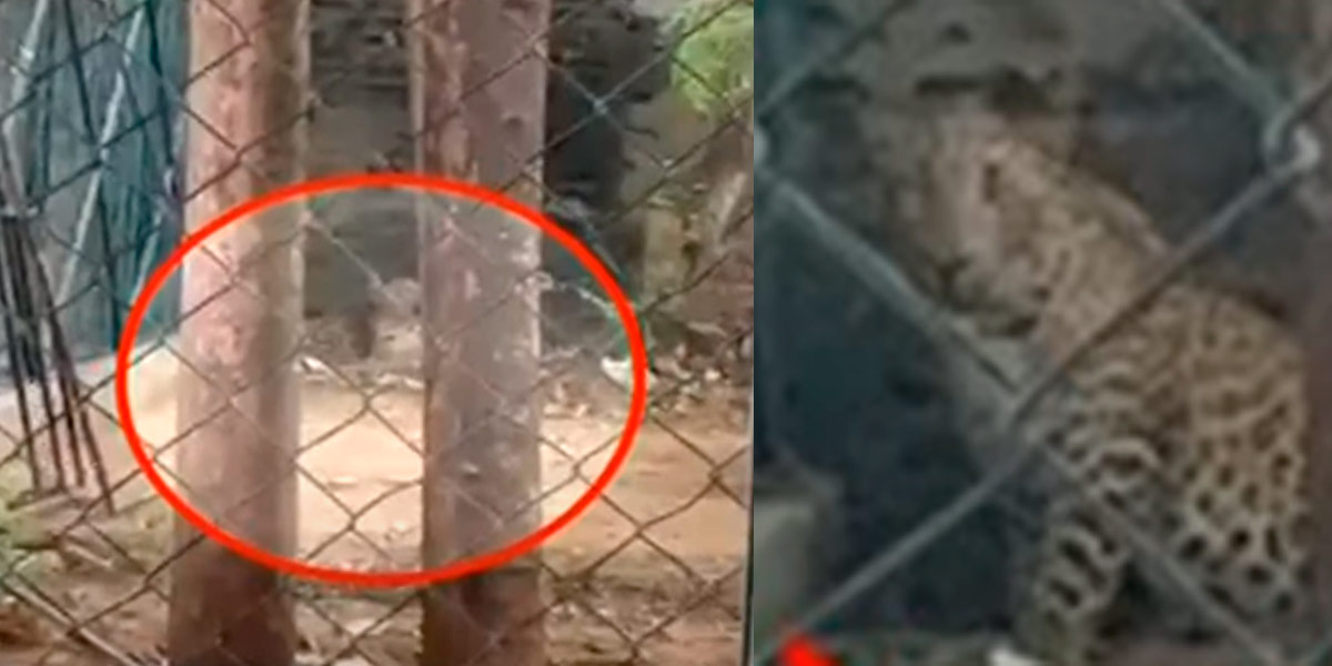 How did the leopard come into the city?- Urgent warning to the people of Tirupattur