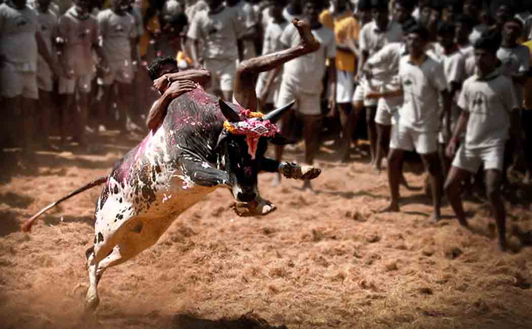 Alankanallur Jallikattu started: Gold prize for everyone!