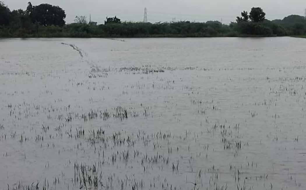 Crops submerged by rain floods! Impact on natural life in Cuddalore!
