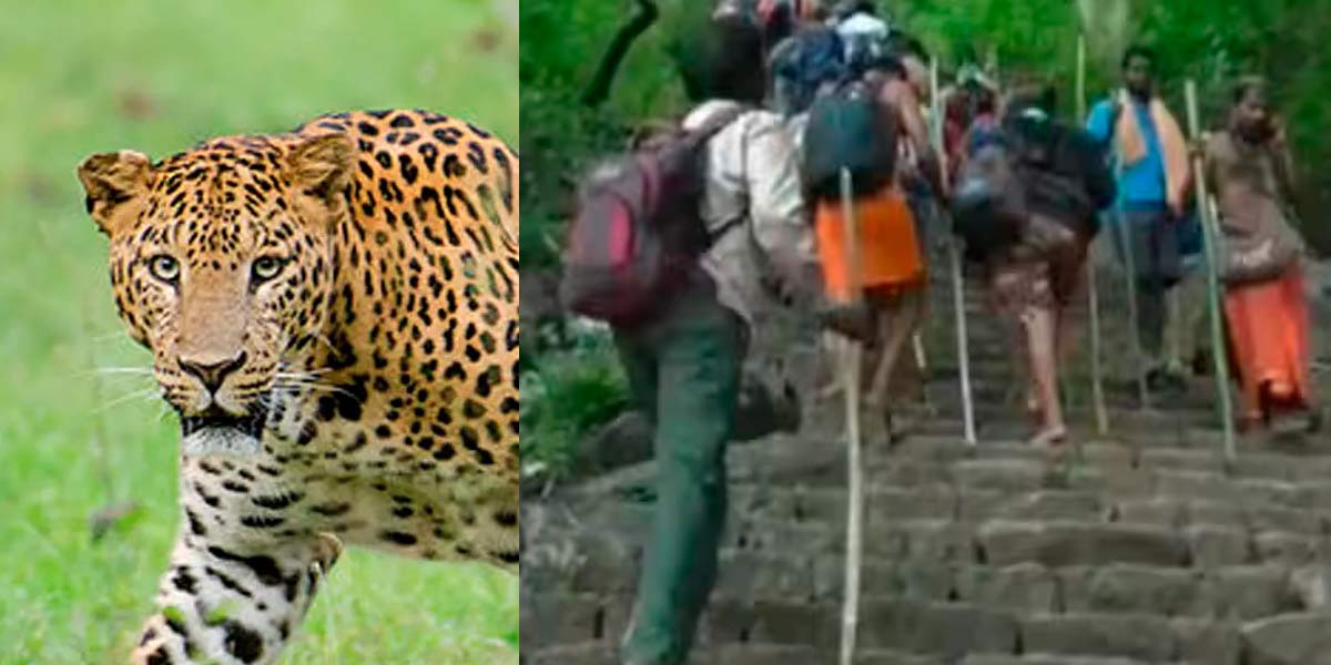 A Leopard again on the Tirupati Pass; Devasthanam decided to provide rattan to devotees