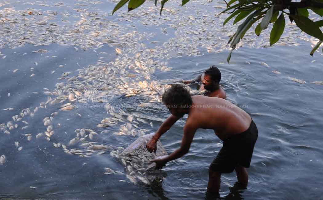 Dead fish in temple pond