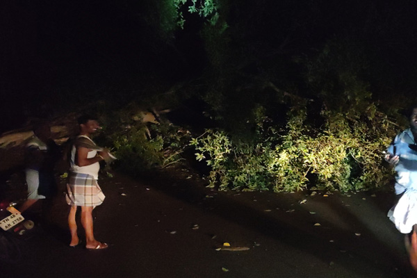 Banyan tree leaning traffic damage!