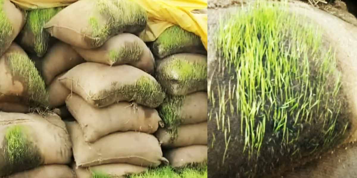 'Paddy' sprouting in vain and wasted