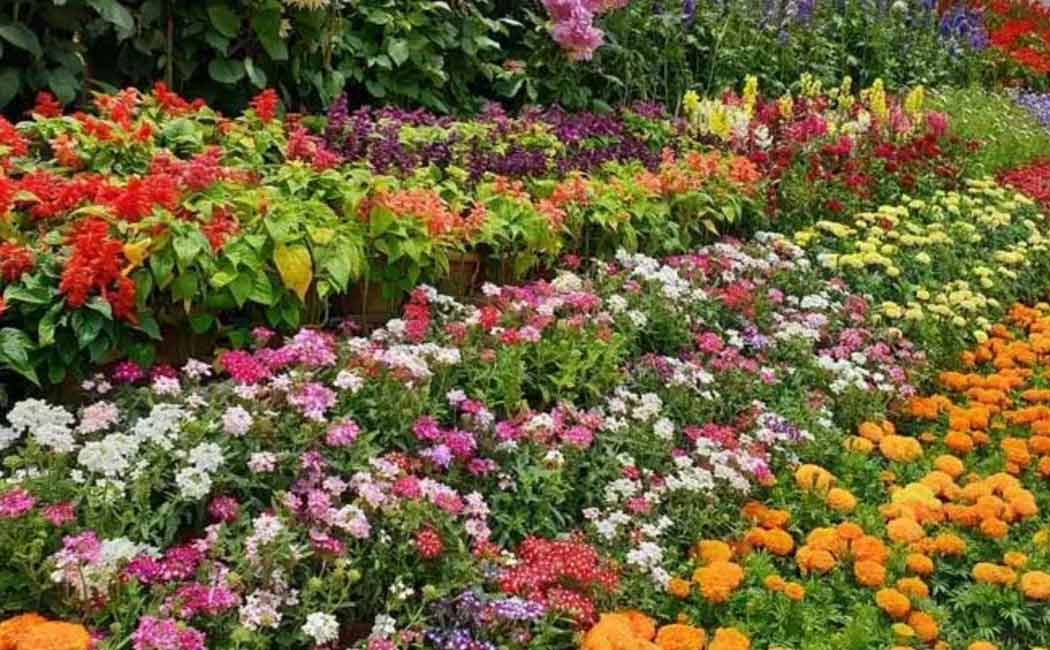 Three day flower show starts in Chennai