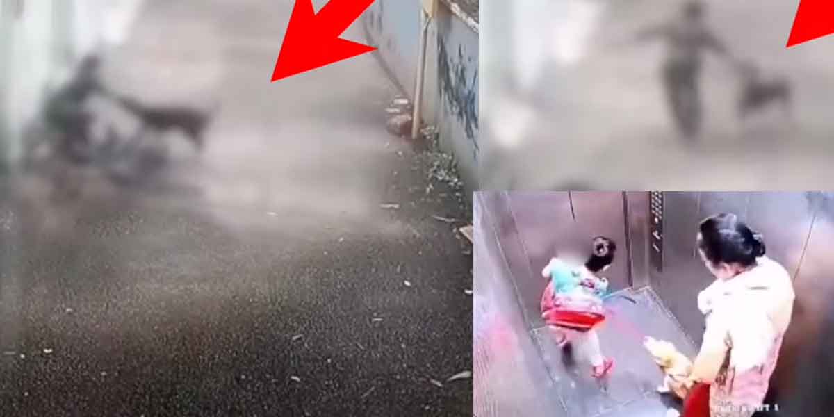 Stray dogs chased and bit the judge