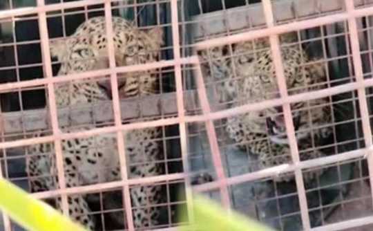 leopard caught in a cage while hunting cattle near Thalavady