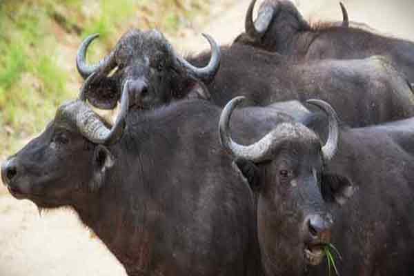 buffalo shifted from andhra to kerala incident police action taken