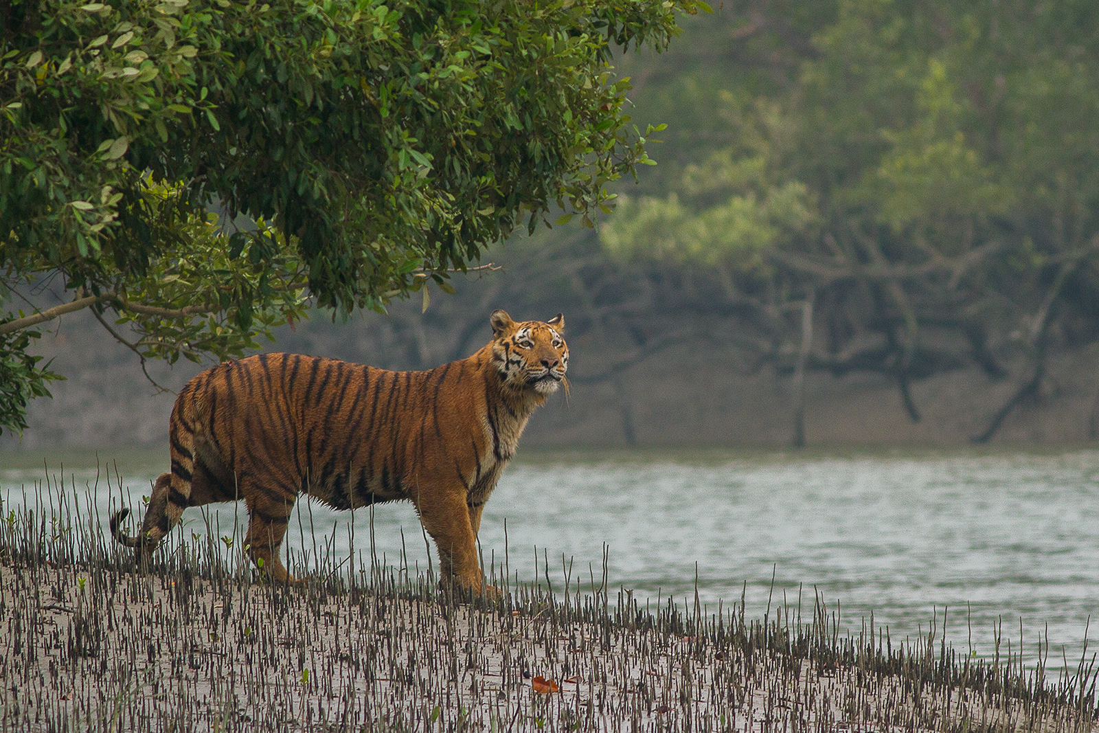 sundarban tiger