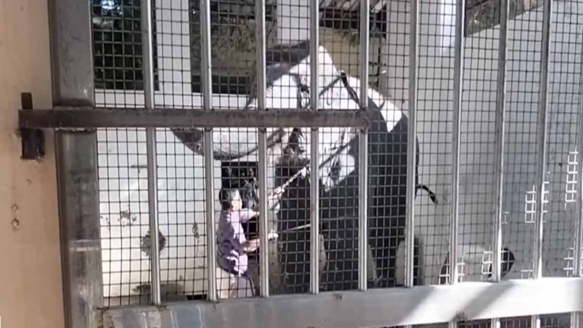 Temple elephant enraged by selfie; Shocking information released