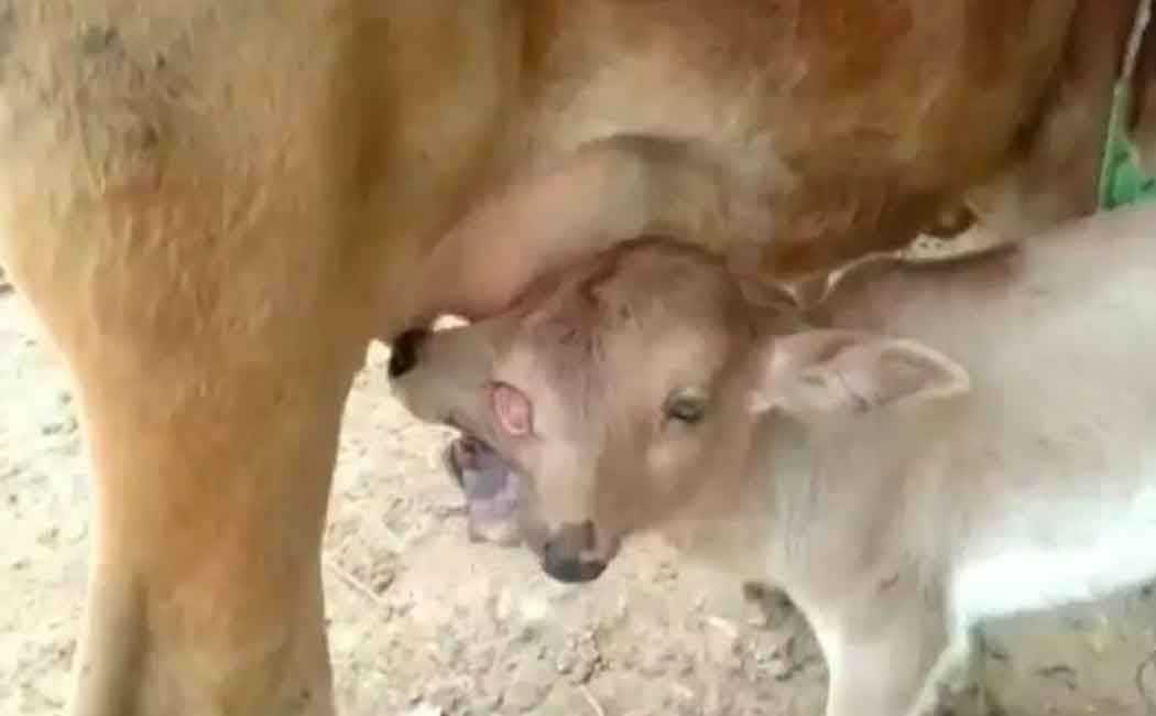 The villagers who started worshiping the rare calf god