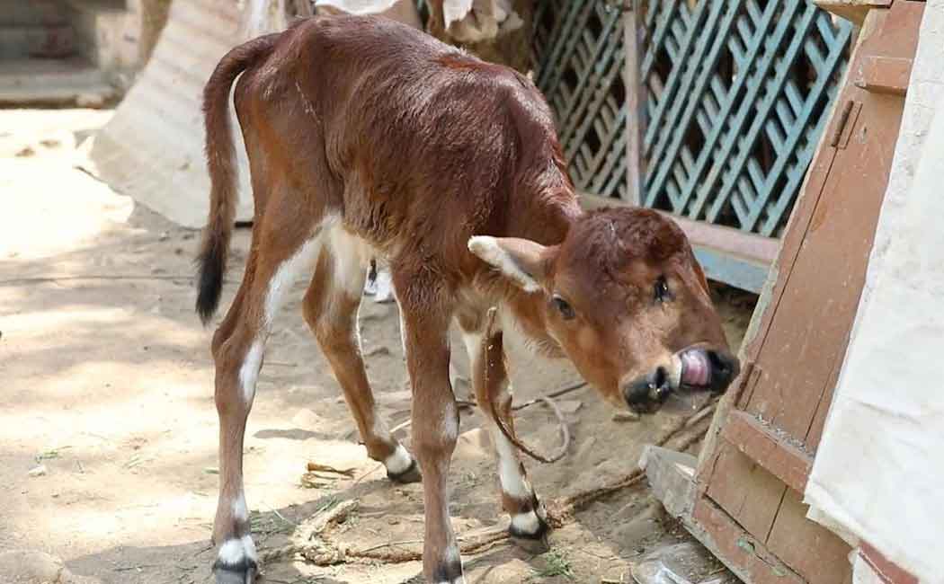 The villagers who started worshiping the rare calf god