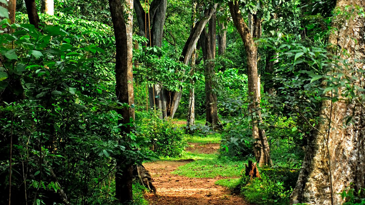 Tamil Nadu Chief of Police surrenders to Kerala Forest Department