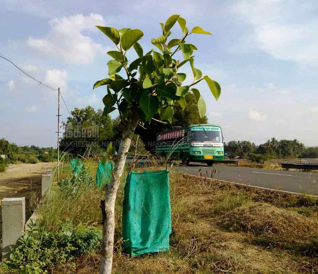'Help save the life of 2000 struggling trees ...'