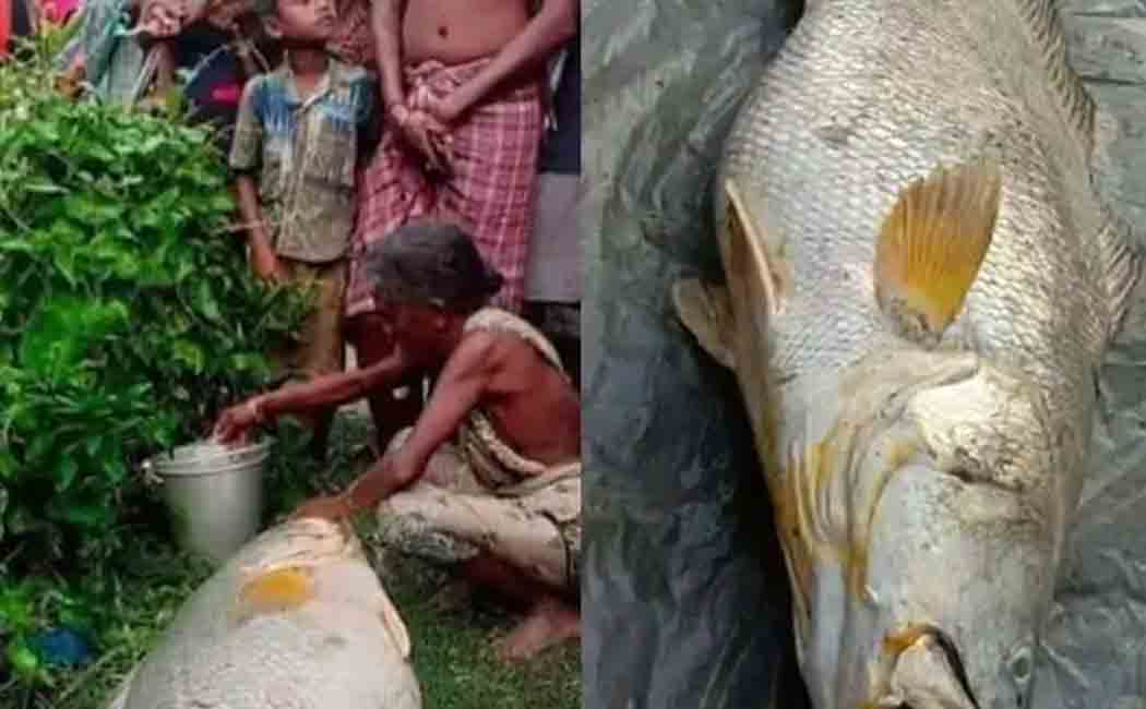 west bengal woman gains in lakhs by a single fish