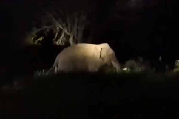 Farmers are scared single-horned wild elephant roams mountain village