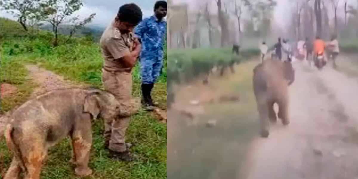 Opposite the Nilgiris; A cruel incident in Assam