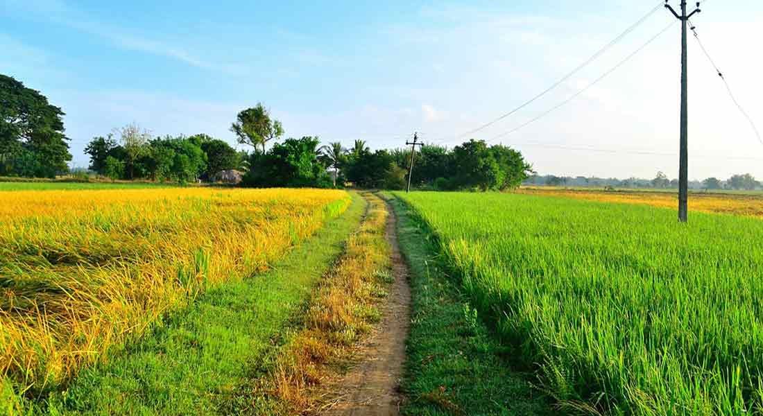Intermediaries in Paddy Purchasing ...