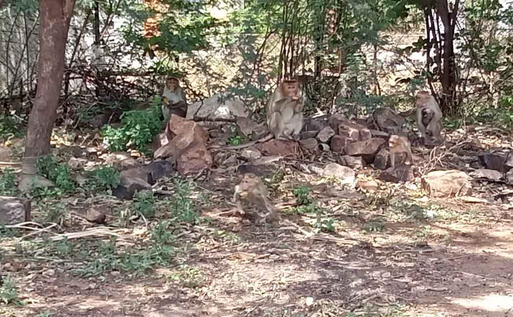 The terrifying of monkeys; people demand forester for action