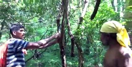 Those who spread the miracles of the Lord arrested! - Wildlife Action!
