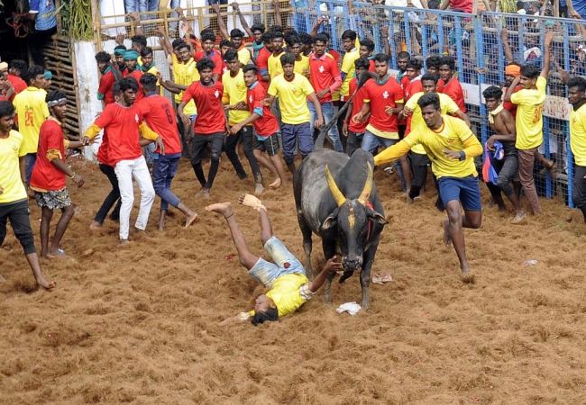 Jallikattuna Pudukottai ... bulls peoples