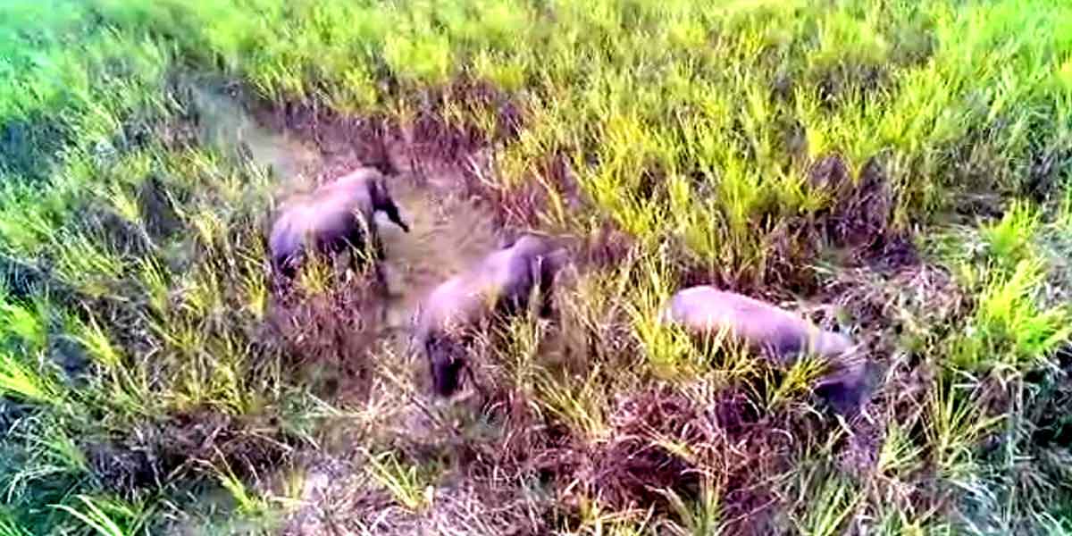 Wild elephants chase after sugarcane plantation camp in Pallipattu!