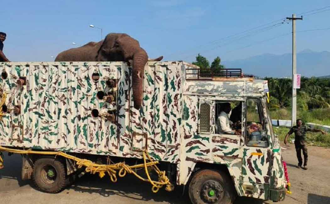 tn government has announced that the elephant will be released in the dense forest