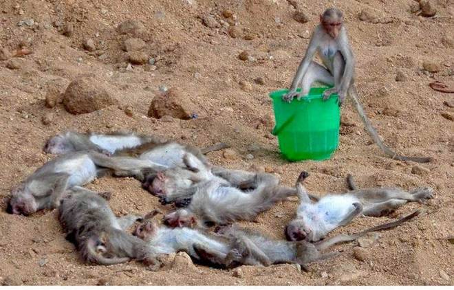hundred monkey's dead just one weak