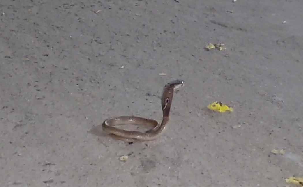 snake that danced in the govt office