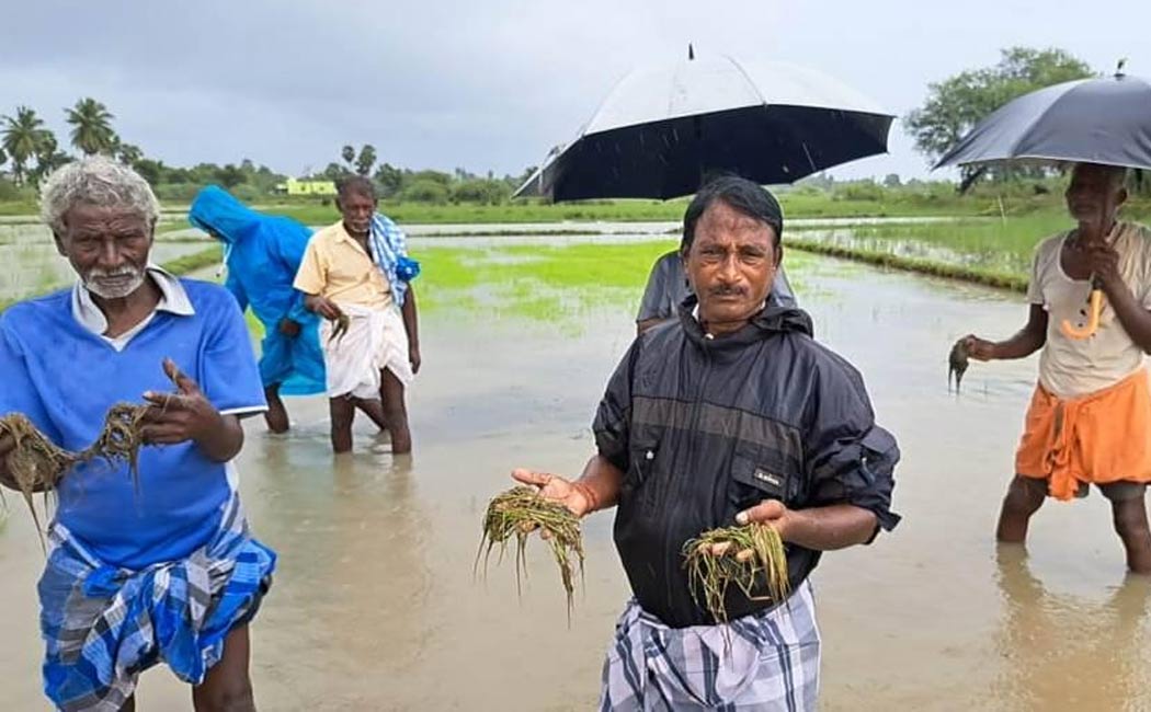 Farmers suffer 2,000 acres paddy crops rot due rain