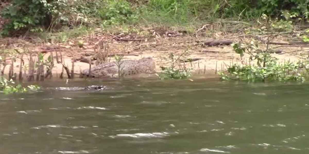 Crocodile in the river Varaga