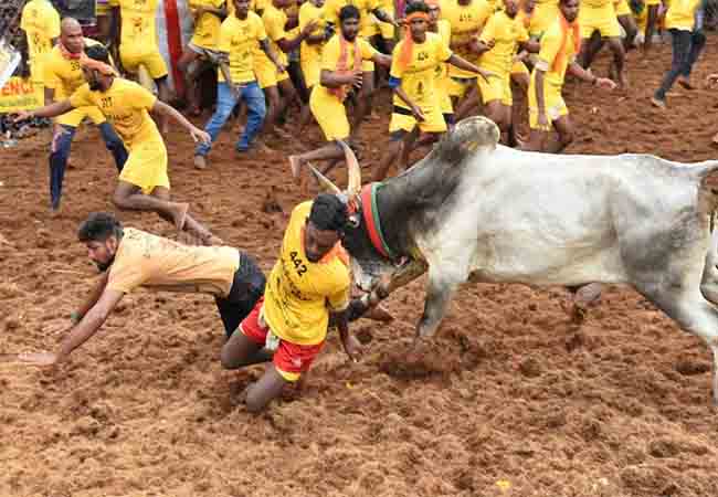 Alankanallur Jallikattu shifted to January 17!