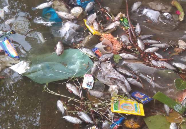 fish floating in Srimushnam temple pond!