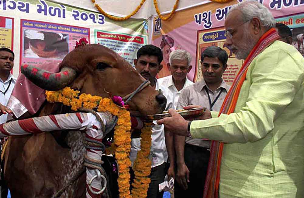 cow