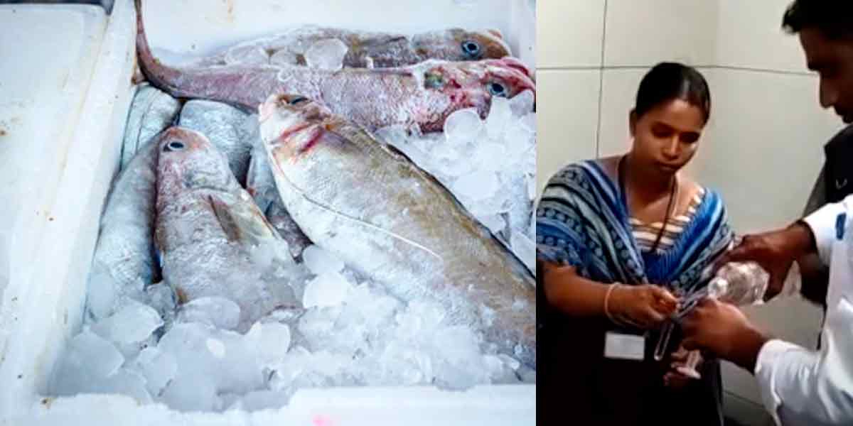 'Formalin in fish processing ice packs'- Food Safety Department action