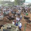 Up to Rs 5 crore trade in cattle market - Farmers happy 