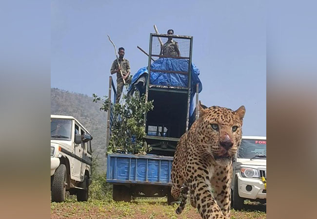 The leopard that jumped out of the cage when he saw the forest!
