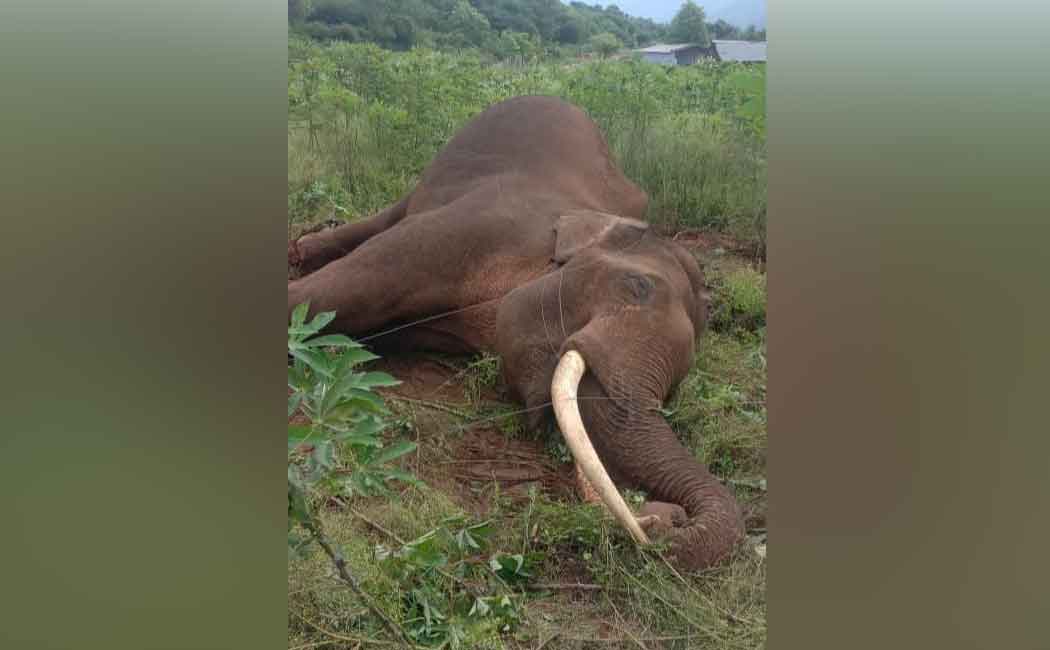 High voltage electricity in the safety fence; Death of elephants in the hills