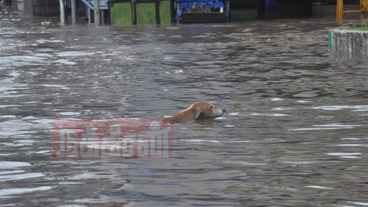 Rain in Chennai (Photos)