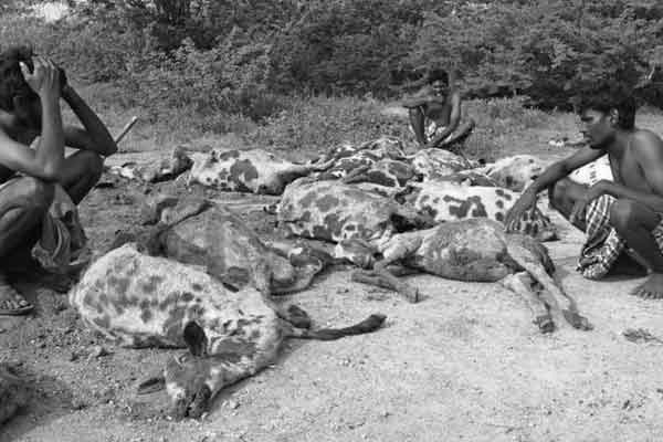 Indigestion problem for sheep near tuticorin