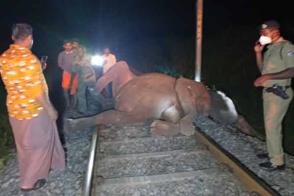 3 elephants passes away in train collision