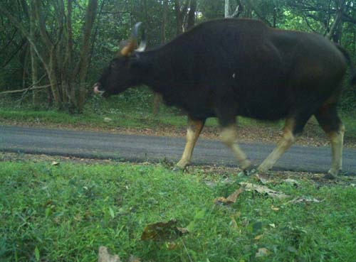 Forest Animals