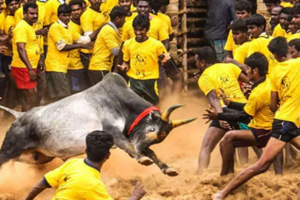 Jallikattu started... Bulls raging!