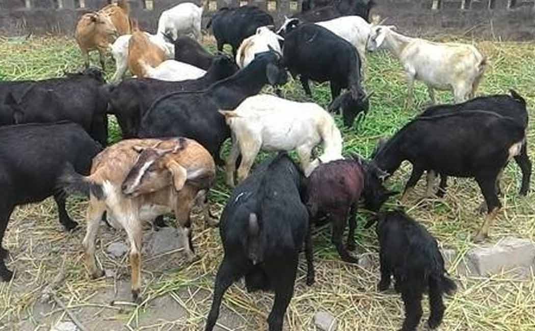 Lambs for helpless women! DMK's government!