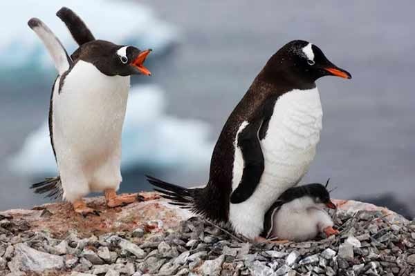BJP demands Penguins should be given Marathi names
