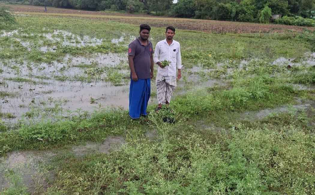 Sudden rain Crops on 10,000 acres affected Farmers in distress