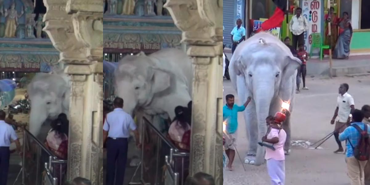 The temple elephant was irritated by the pericardial noise; Bagan managed to take it