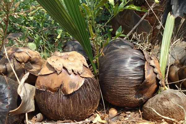Don’t need money; Palm seed is enough .. Palm seed sowing festival