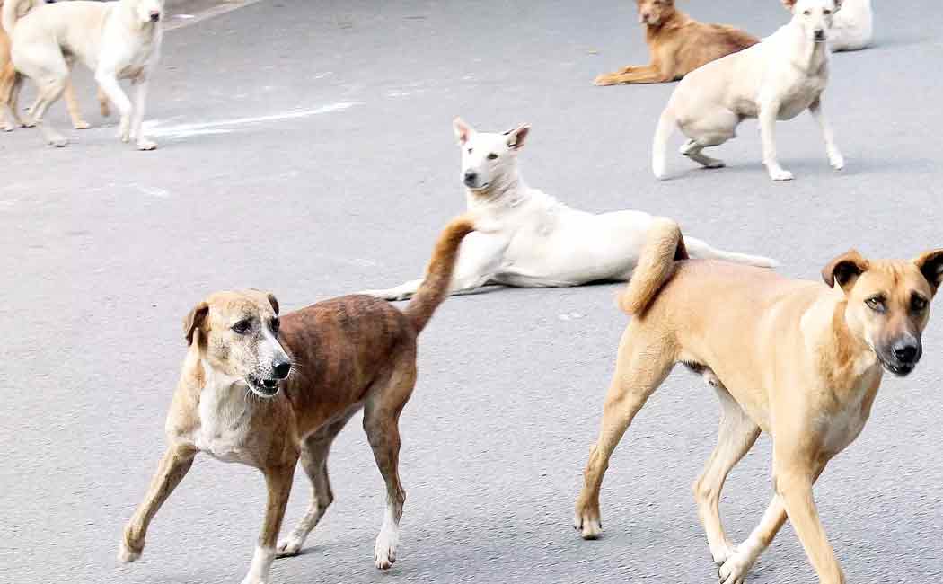High court orders government to feed street dogs