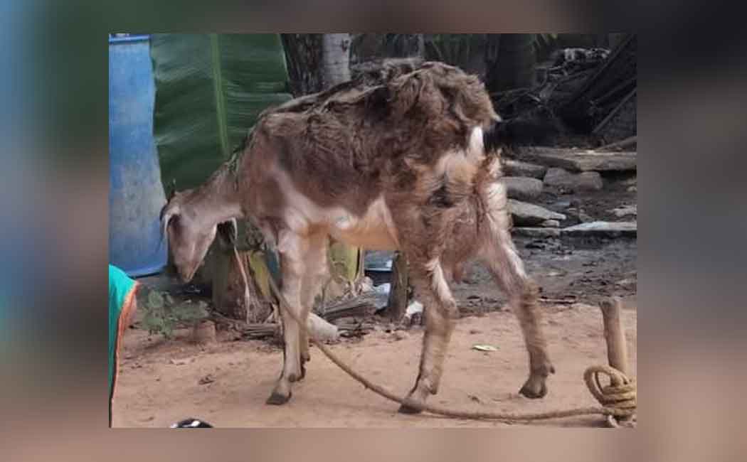 puthukottai district keeramngalam village goat story