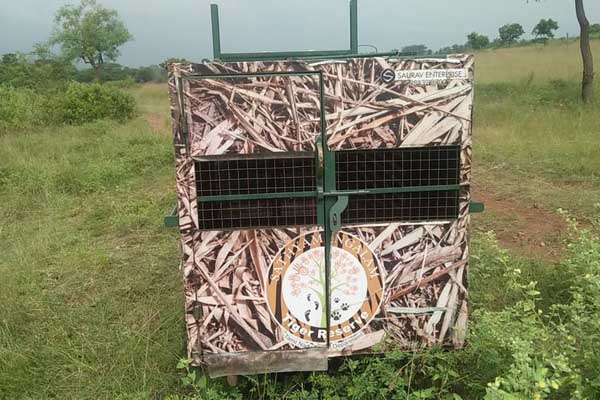 increasing leopard's disturbance